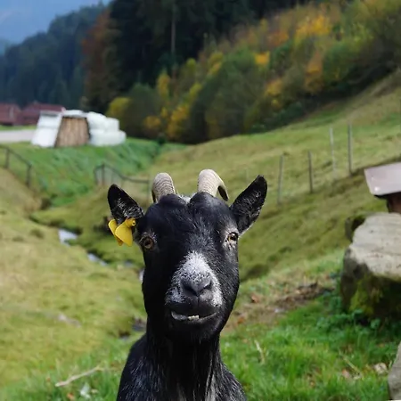 Klausseppenhof Appartement Oberwolfach