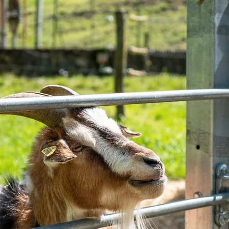 Klausseppenhof Oberwolfach
